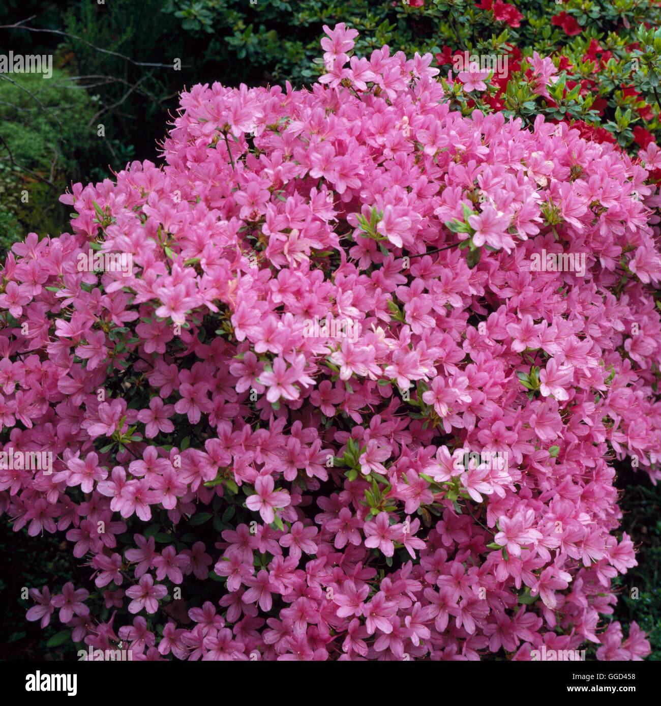 Azalea - `Hinomayo' AGM - (Kurume/Evergreen)   AZA001288 Stock Photo